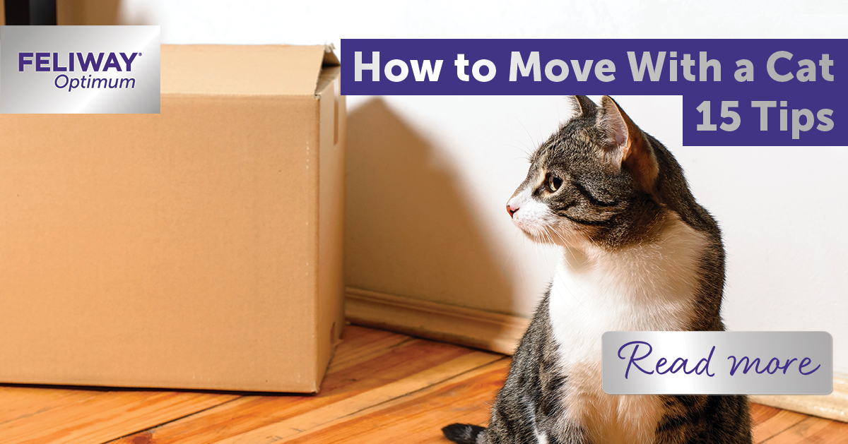 How to move with a cat 15 tips